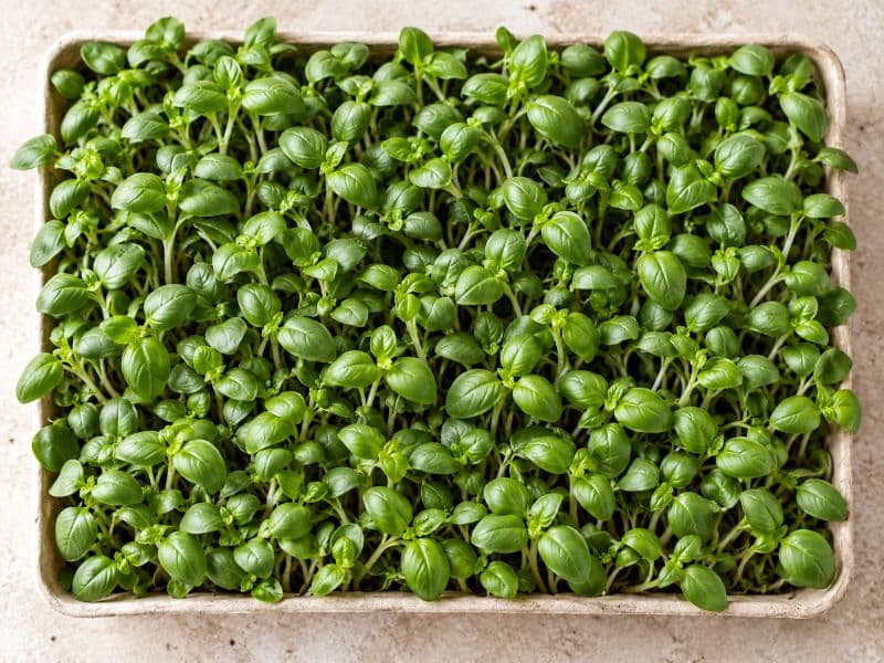Microgreens de albahaca